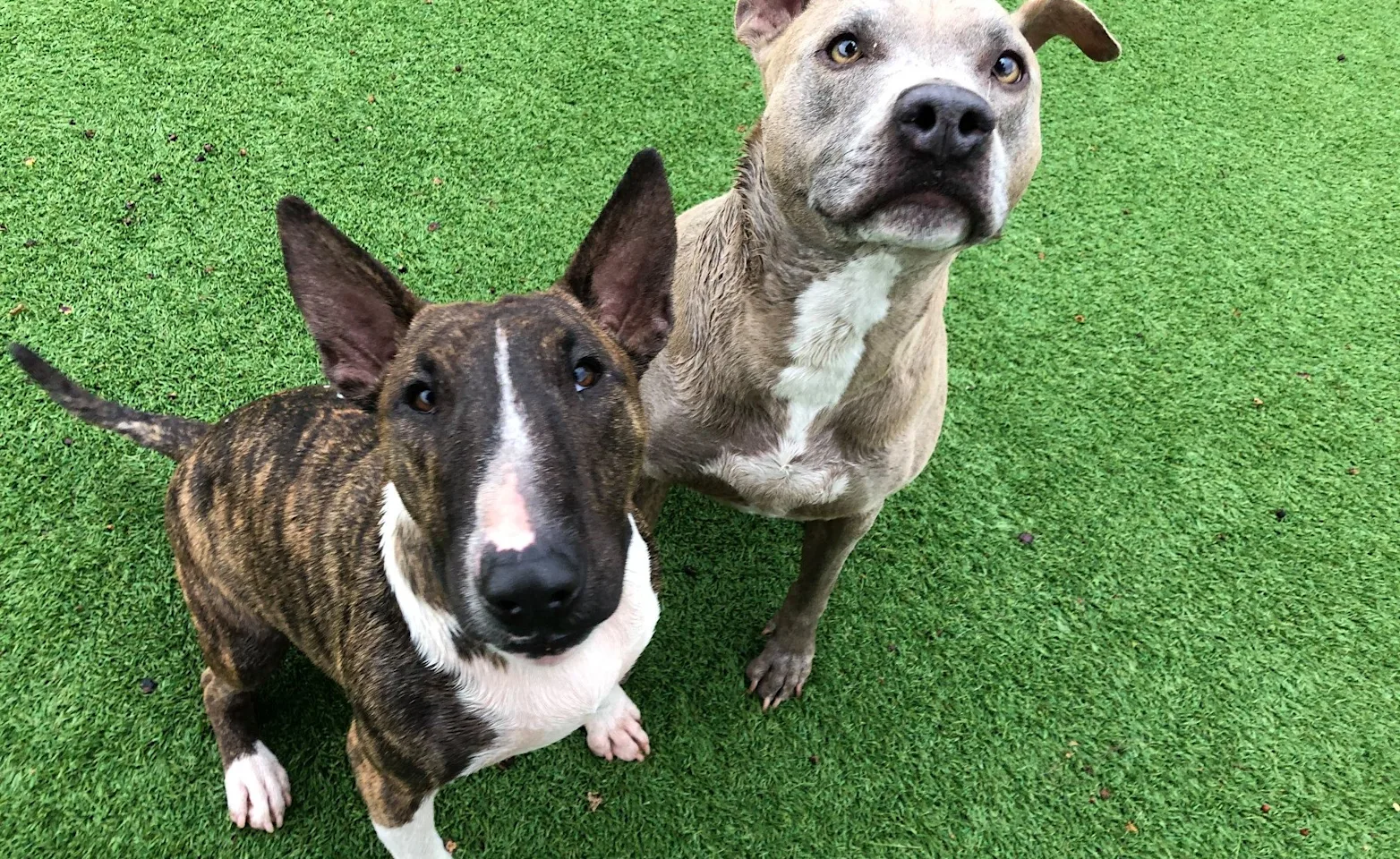 Dogs looking up Dogs looking up