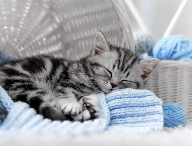 Gray cat sleeping next to spools of yarn Gray cat sleeping next to spools of yarn