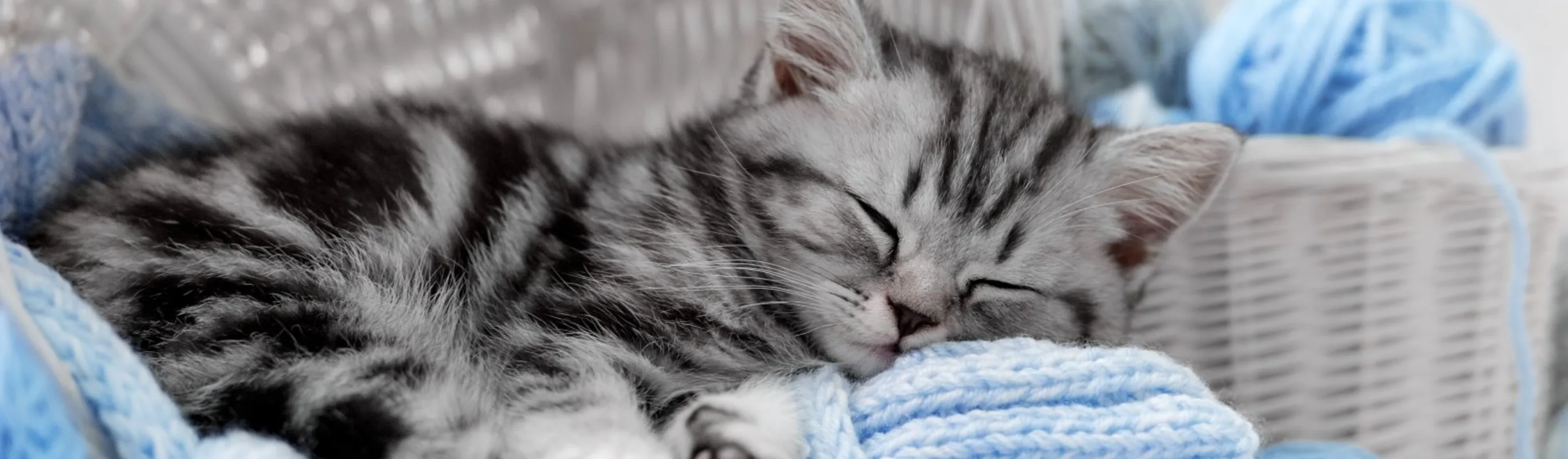 Gray cat sleeping next to spools of yarn Gray cat sleeping next to spools of yarn