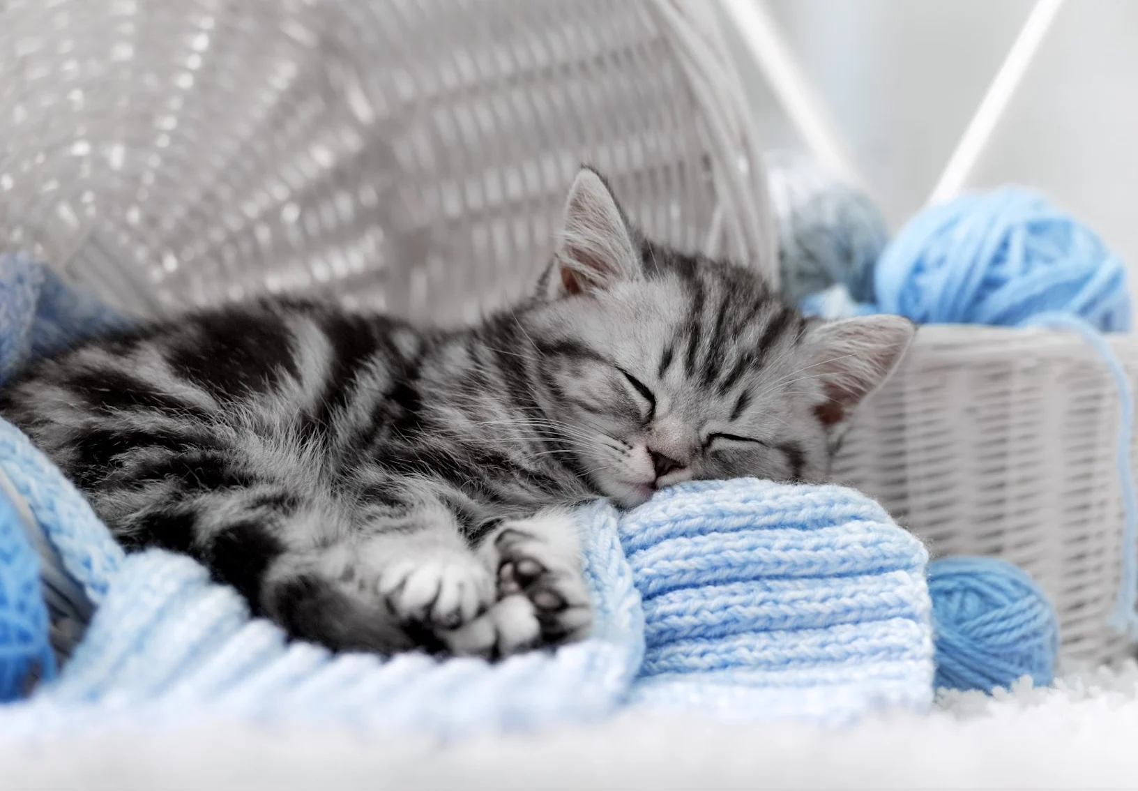Gray cat sleeping next to spools of yarn Gray cat sleeping next to spools of yarn
