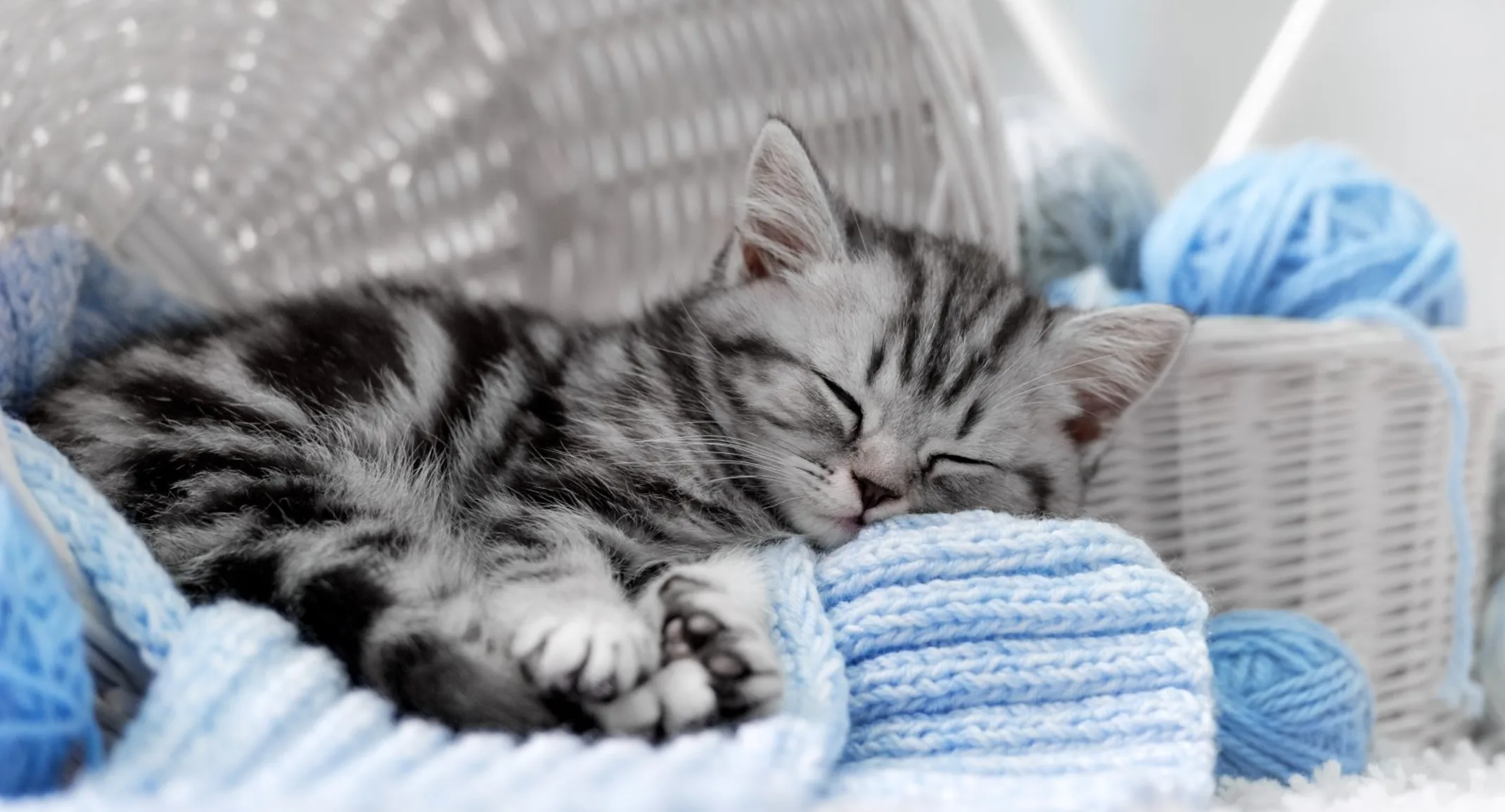 Gray cat sleeping next to spools of yarn Gray cat sleeping next to spools of yarn