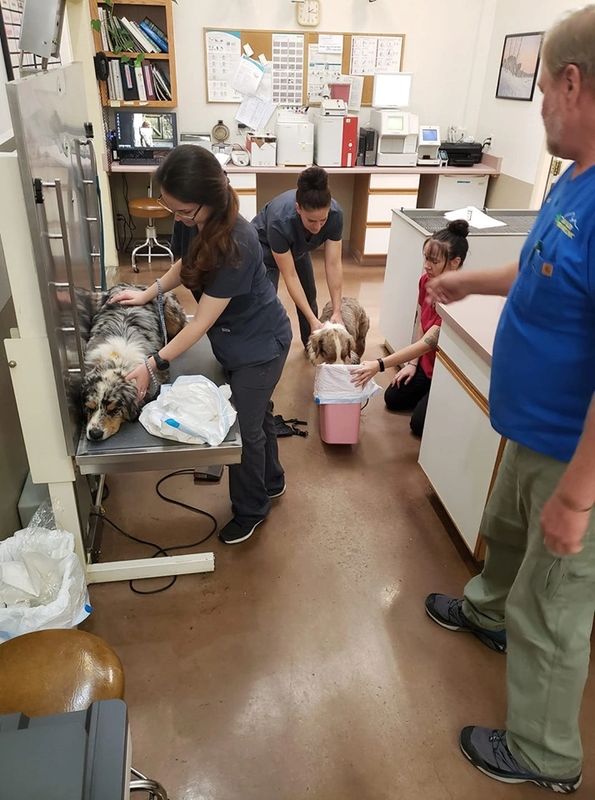  Staff with dogs in examination room
