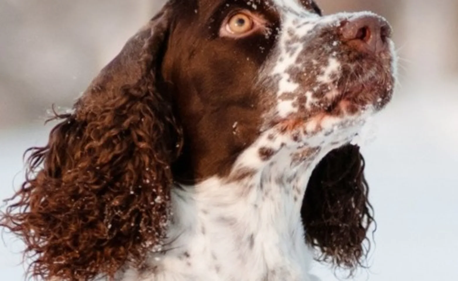 brown spotted dog