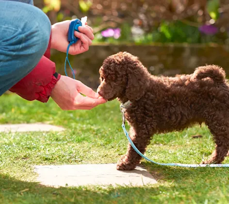 Puppy getting treat Puppy getting treat