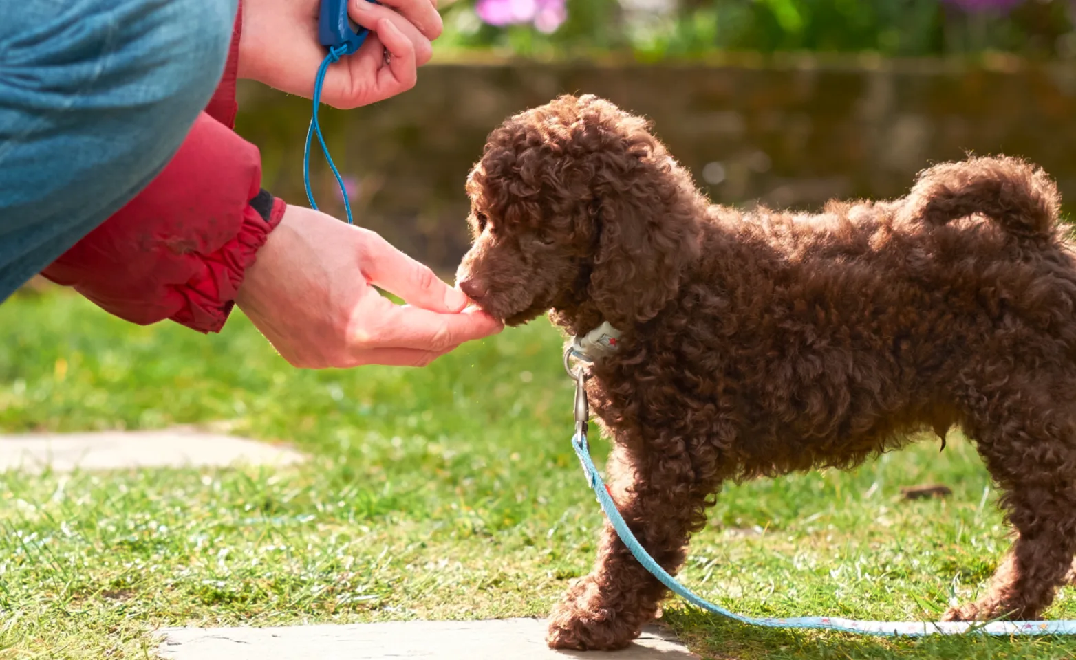 Puppy getting treat Puppy getting treat