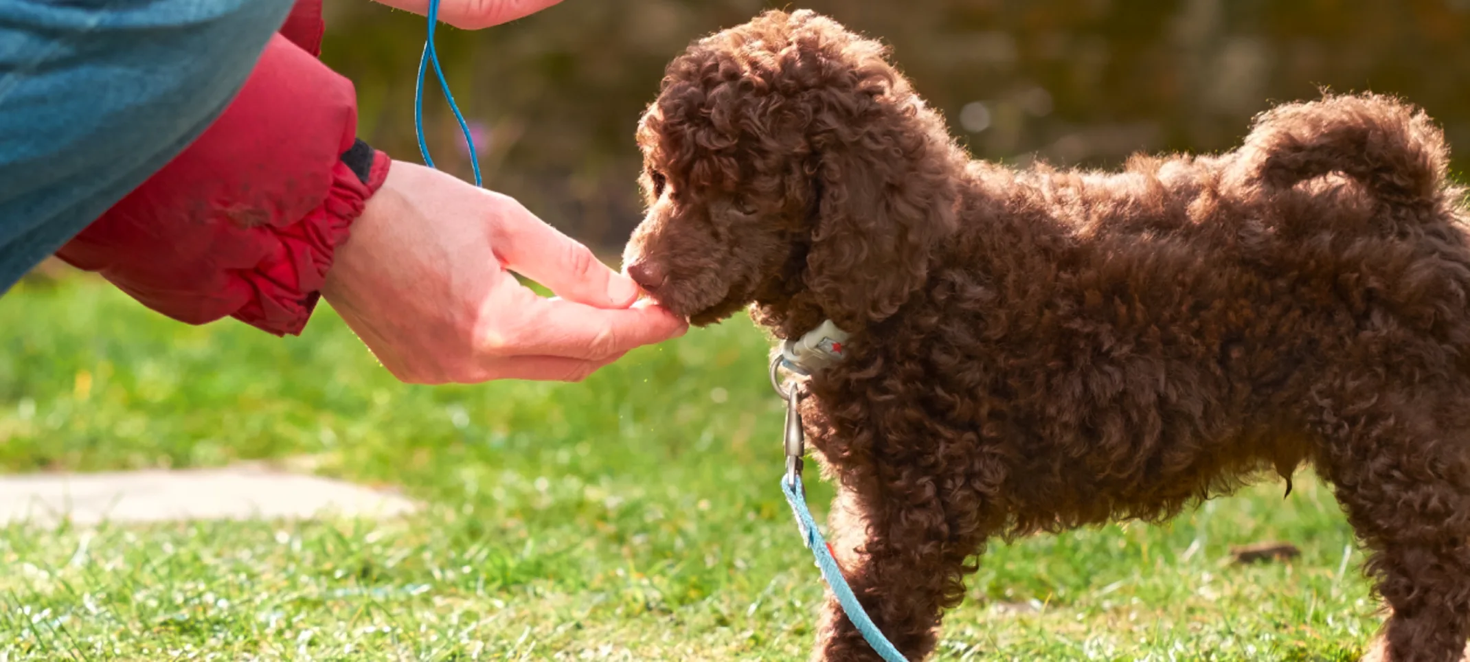 Puppy getting treat Puppy getting treat