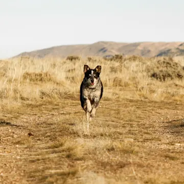 Dog walking towards the camera in the middle of a wheat field Dog walking towards the camera in the middle of a wheat field