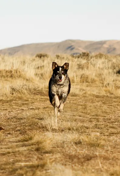 Dog walking towards the camera in the middle of a wheat field Dog walking towards the camera in the middle of a wheat field