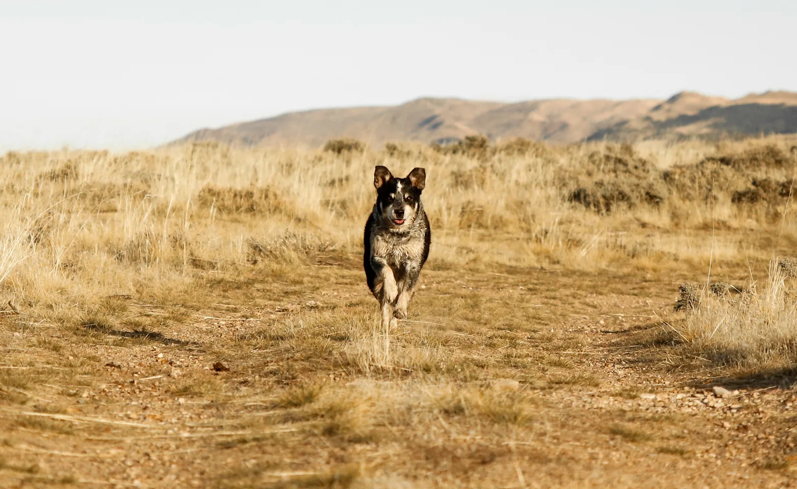 Dog walking towards the camera in the middle of a wheat field 