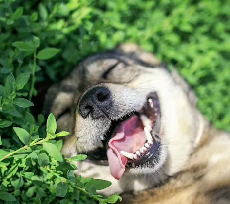 Dog smiling laying in greenery Dog smiling laying in greenery