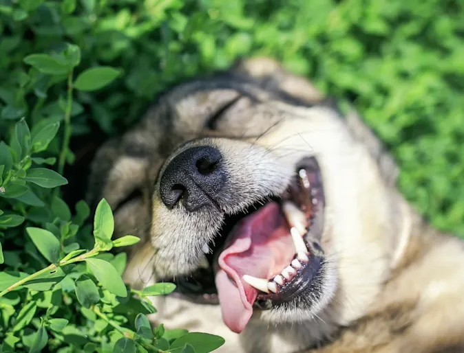 Dog smiling laying in greenery Dog smiling laying in greenery