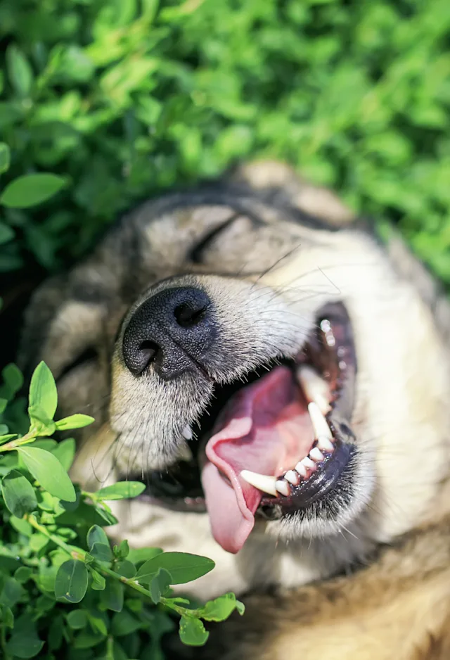 Dog smiling laying in greenery Dog smiling laying in greenery