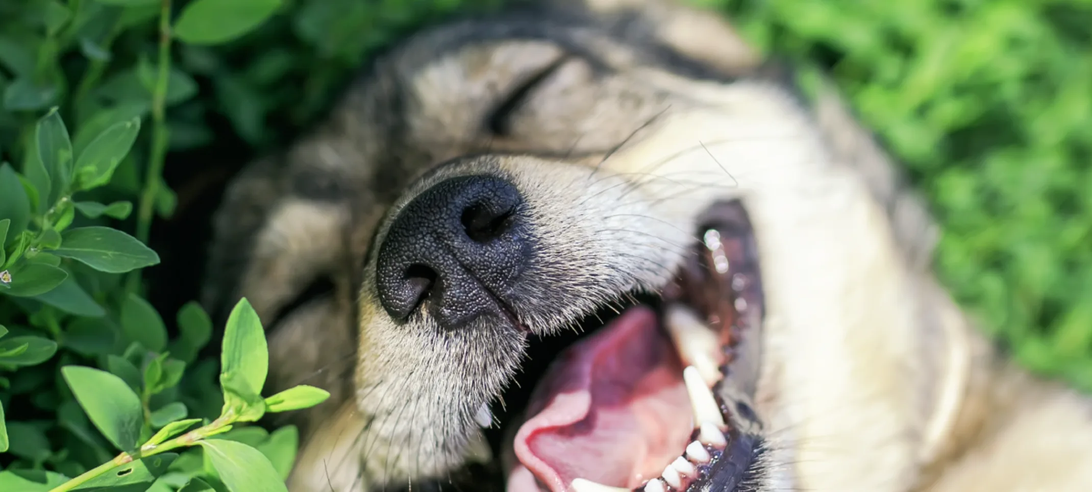 Dog smiling laying in greenery