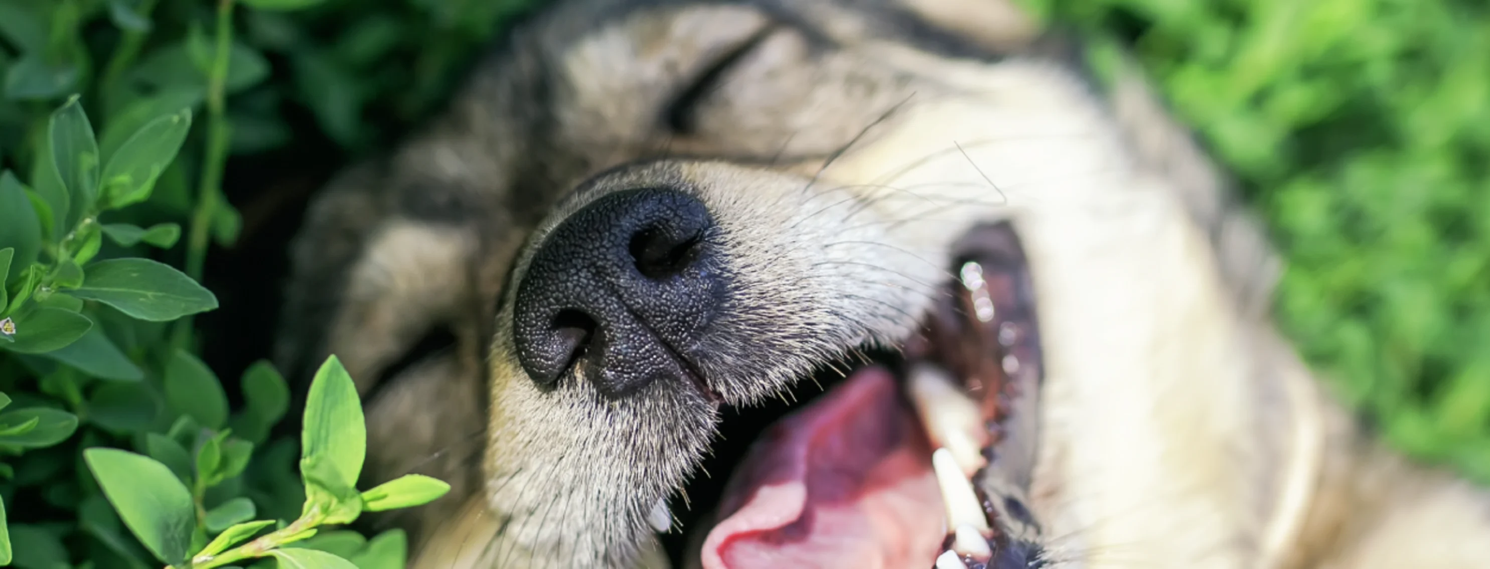 Dog smiling laying in greenery