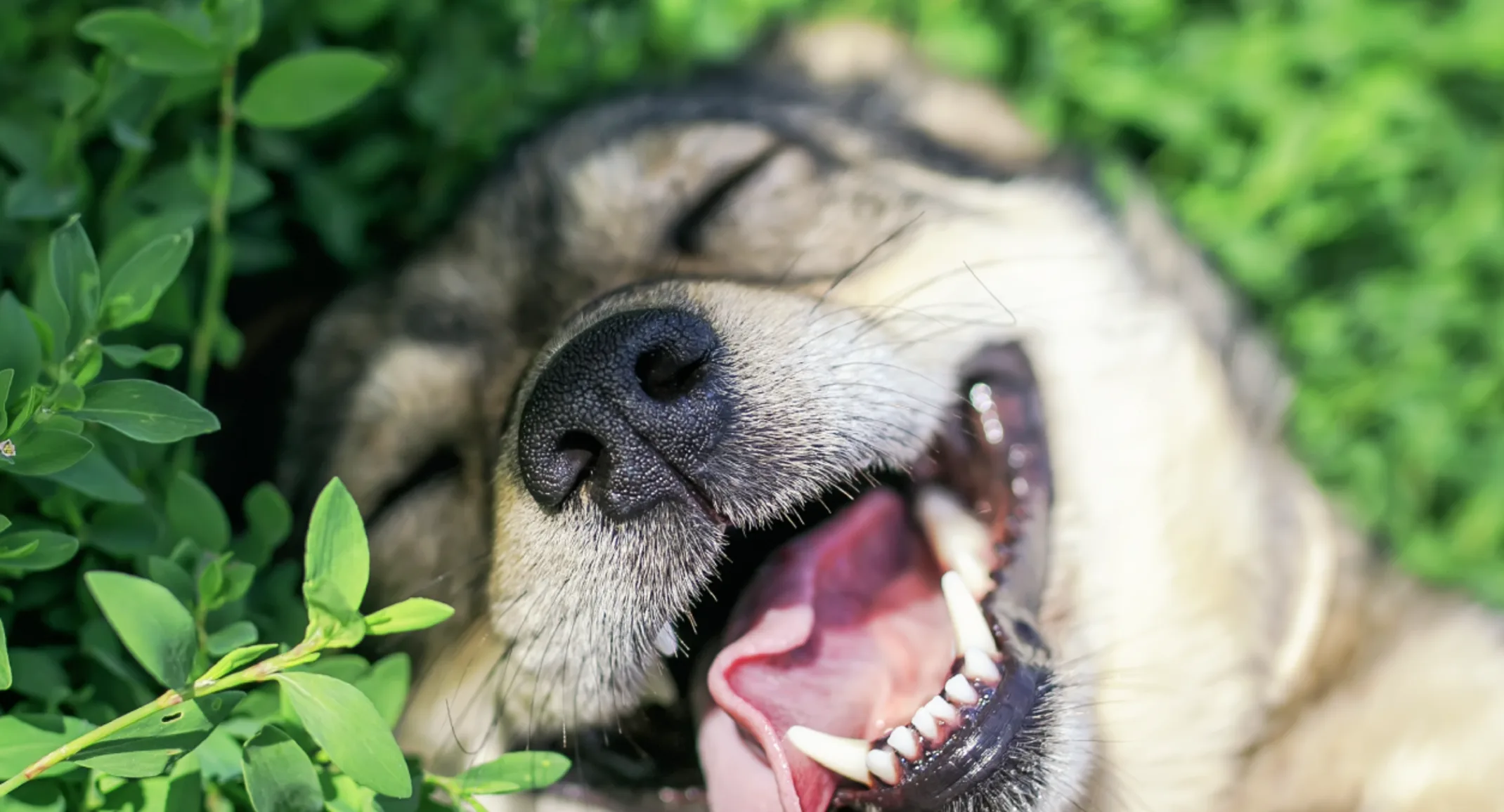 Dog smiling laying in greenery Dog smiling laying in greenery
