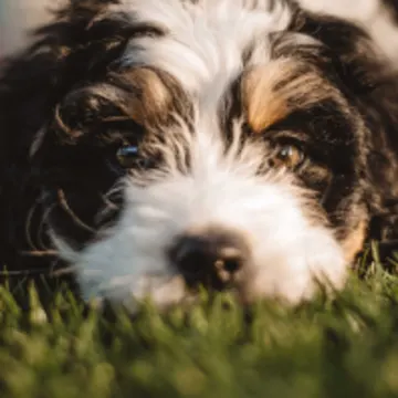 Dog laying on grass Dog laying on grass