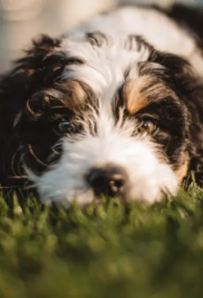 Dog laying on grass