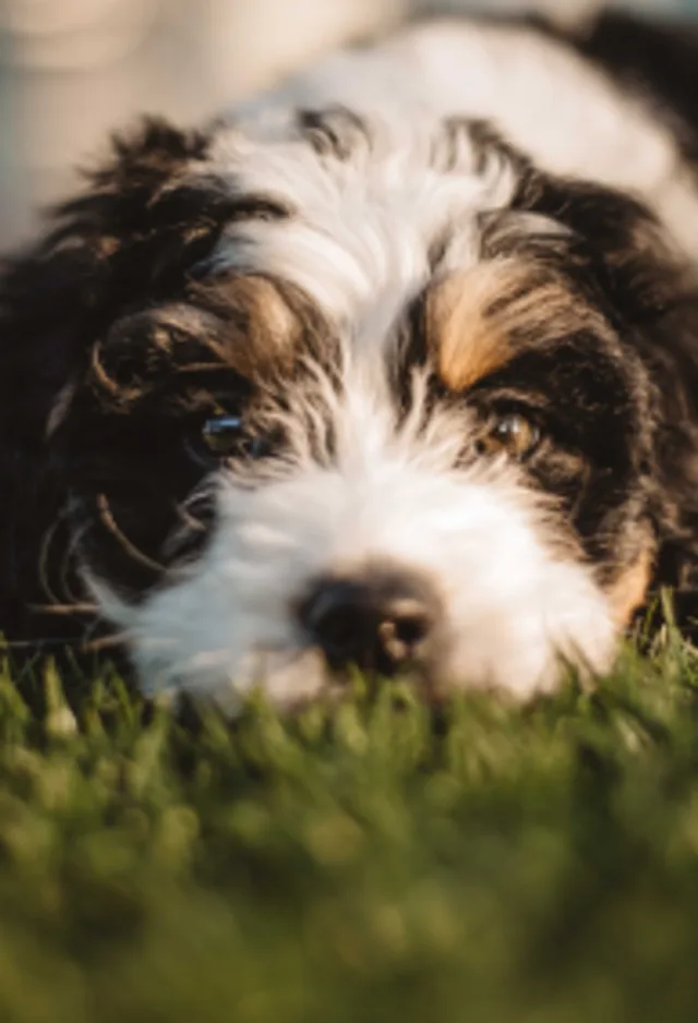 Dog laying on grass