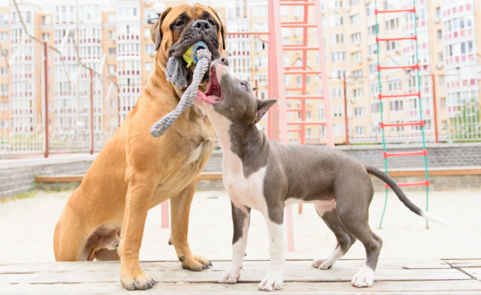 Two Dogs Playing with Rope Toy Outside Two Dogs Playing with Rope Toy Outside