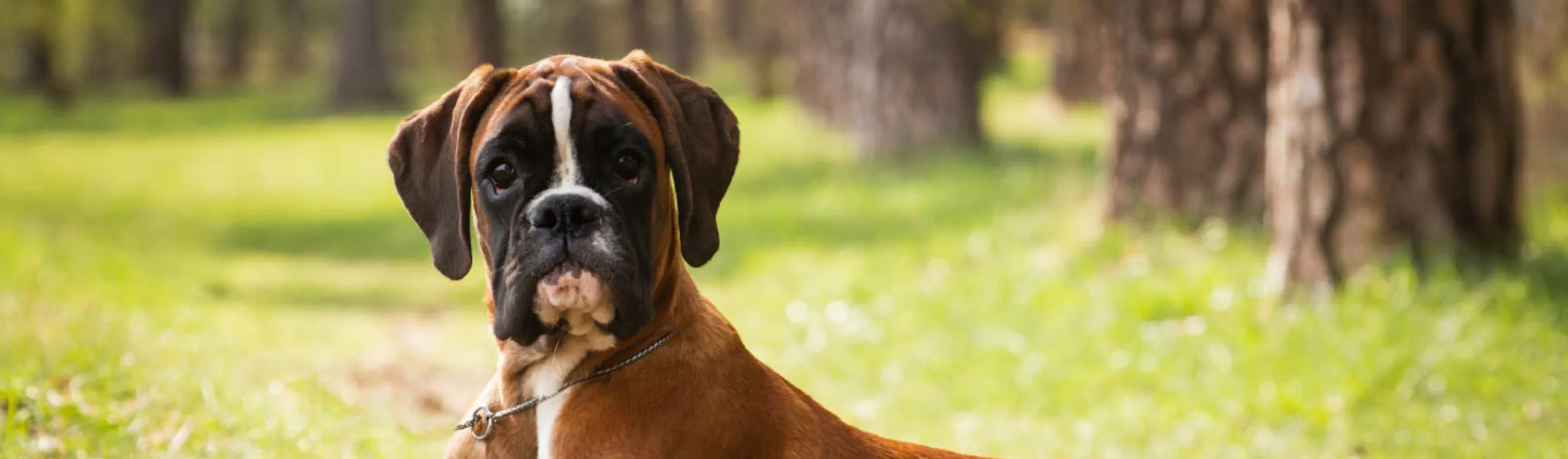 Boxer laying in grass outside Boxer laying in grass outside