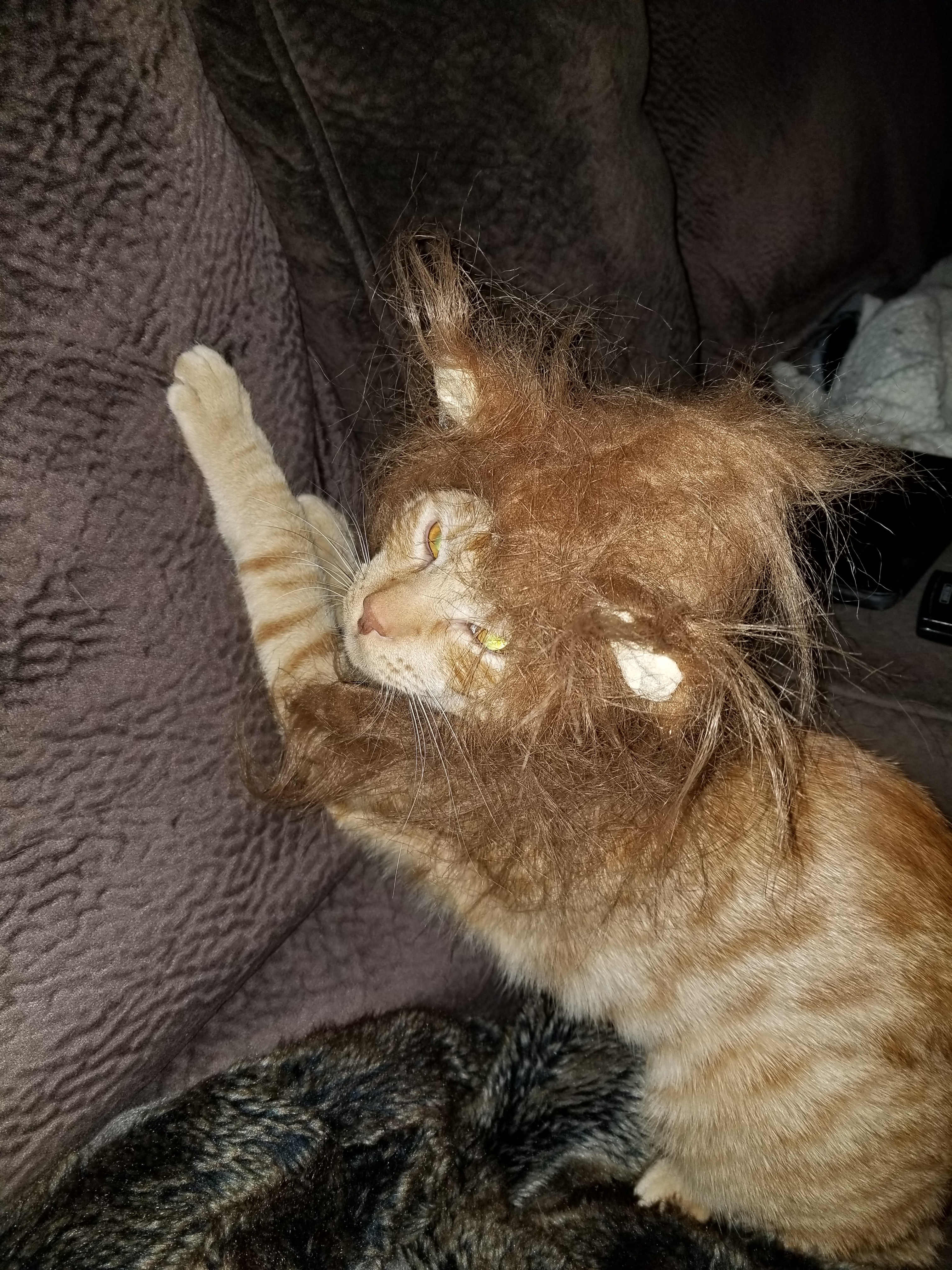 Link the cat with a lion mane
