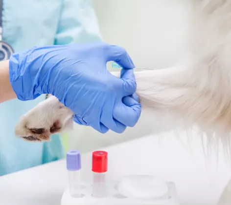 A white fury dog's leg is getting injected by a needle by a veterinarian