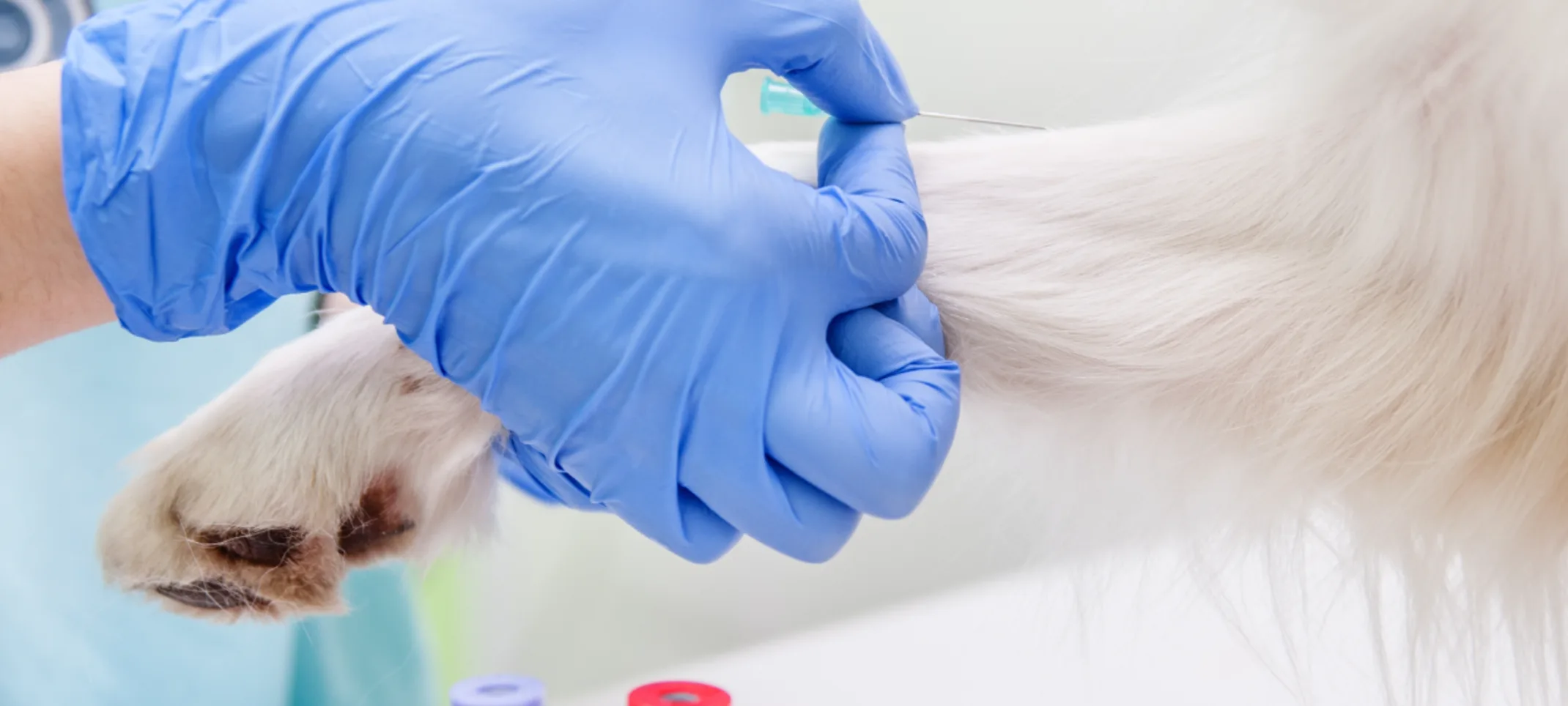 A white fury dog's leg is getting injected by a needle by a veterinarian