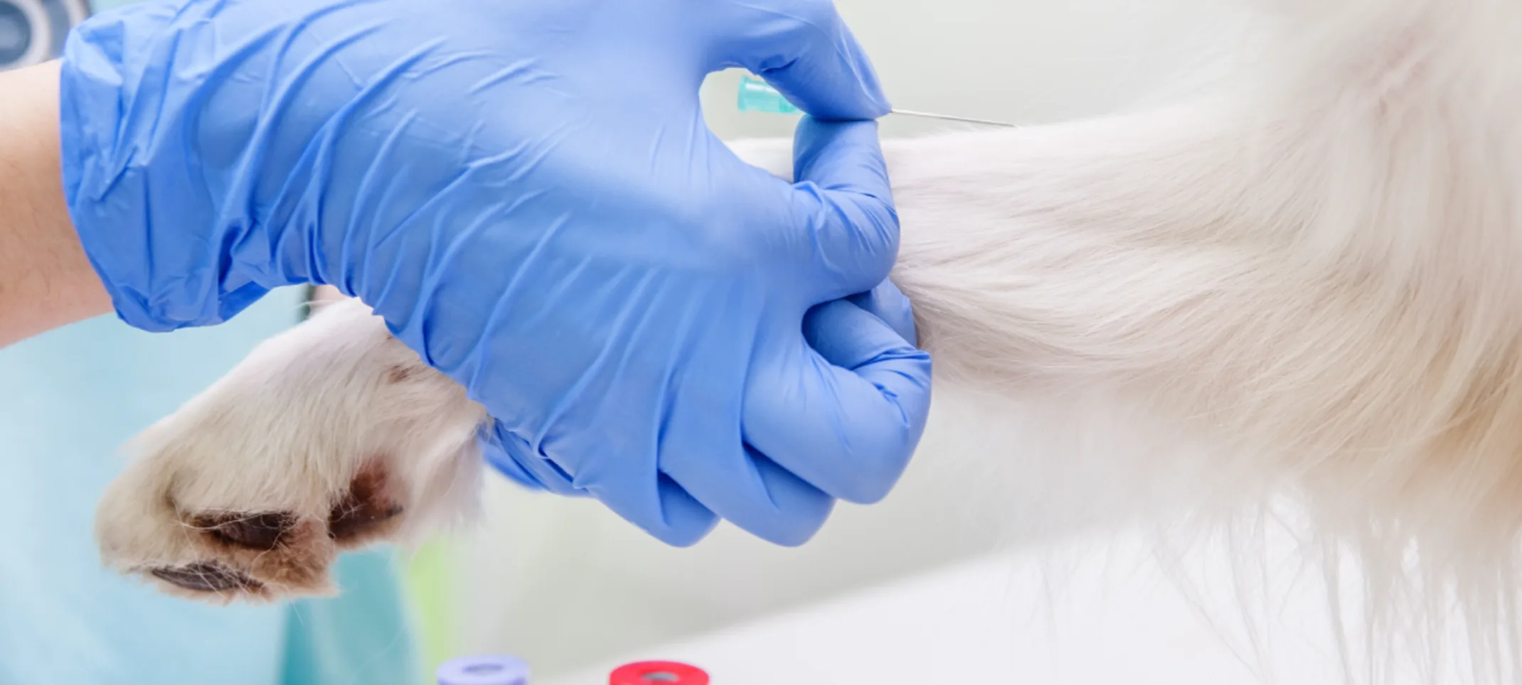A white fury dog's leg is getting injected by a needle by a veterinarian A white fury dog's leg is getting injected by a needle by a veterinarian