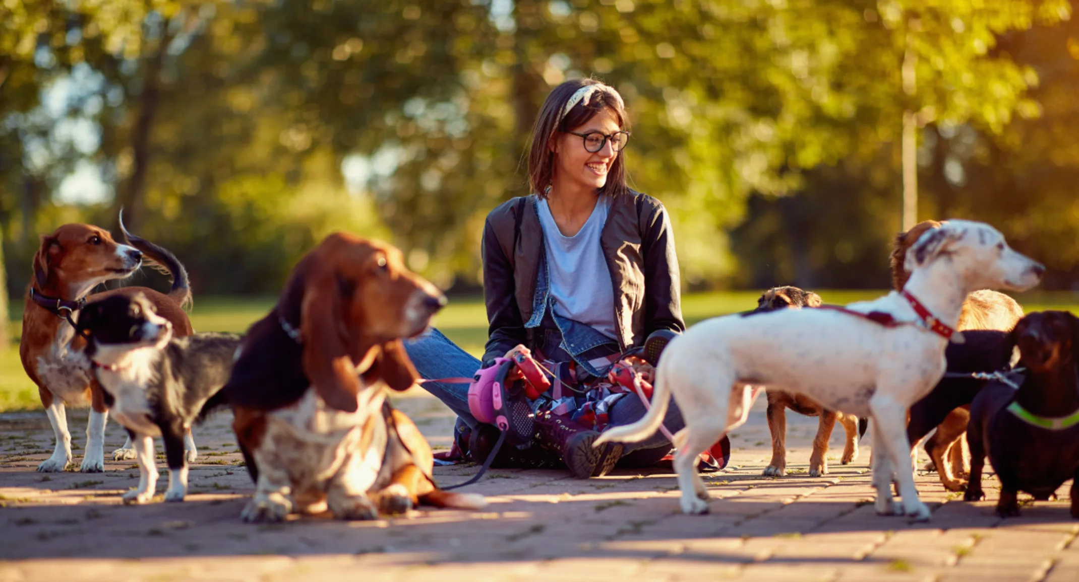 Woman Sitting at the Park with 6 Dogs on Leashes Woman Sitting at the Park with 6 Dogs on Leashes