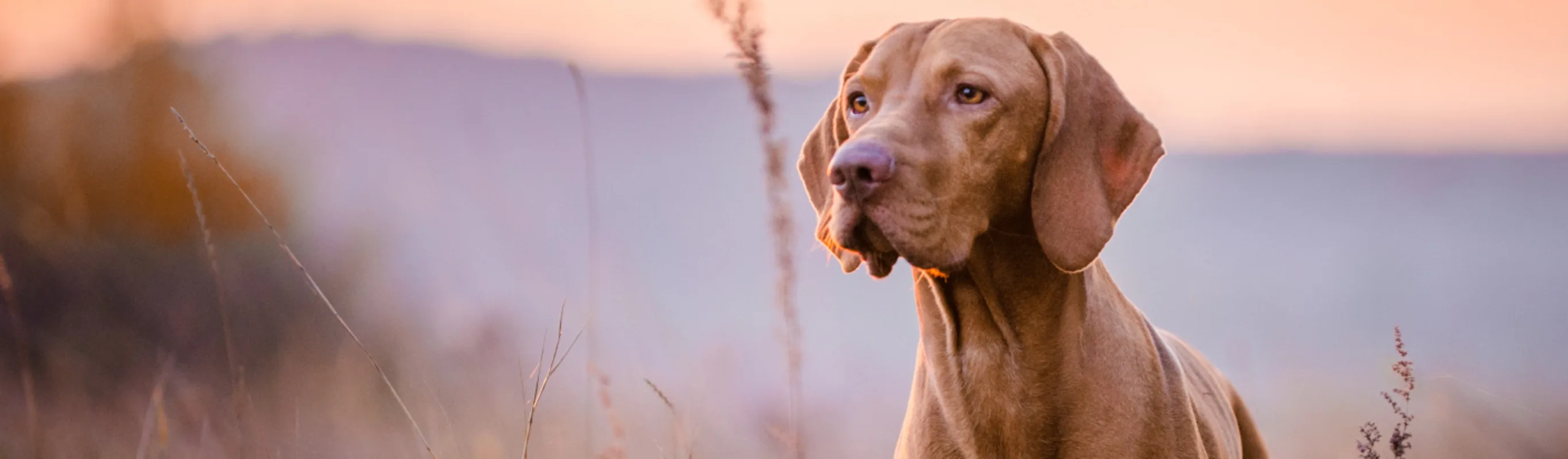 Vizsla dog in field Vizsla dog in field