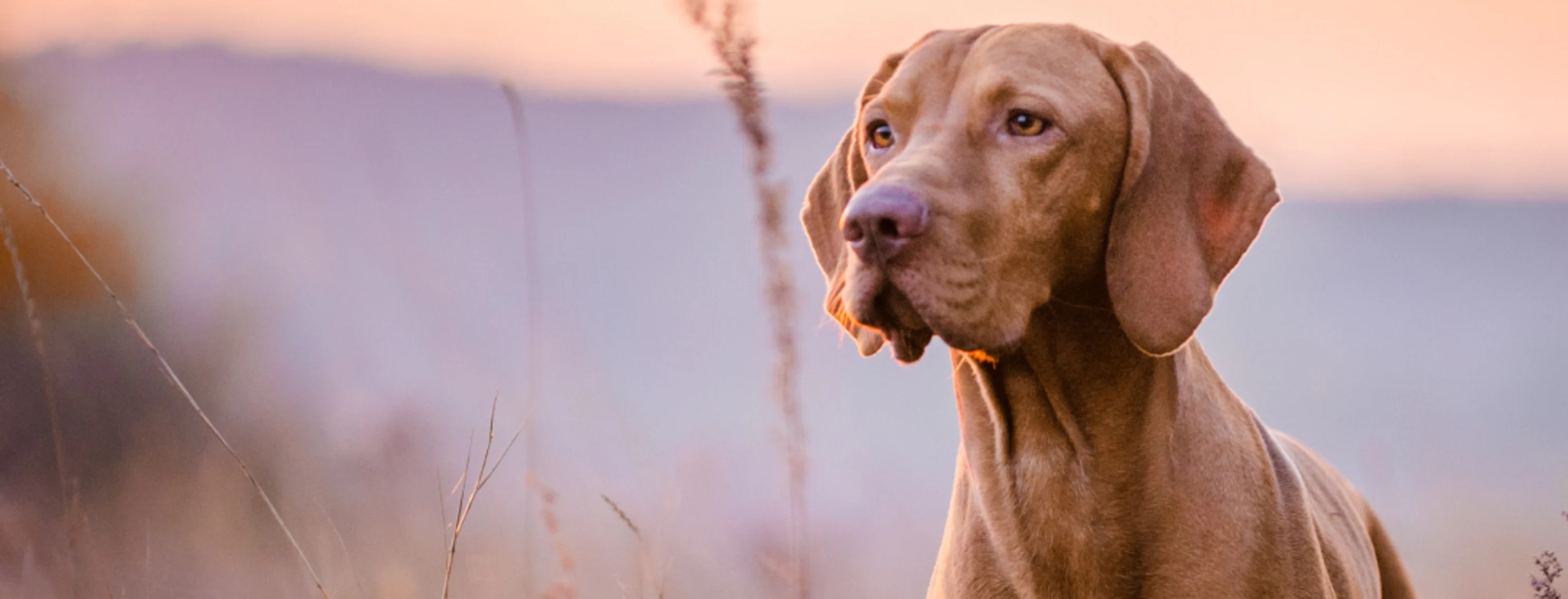 Vizsla dog in field