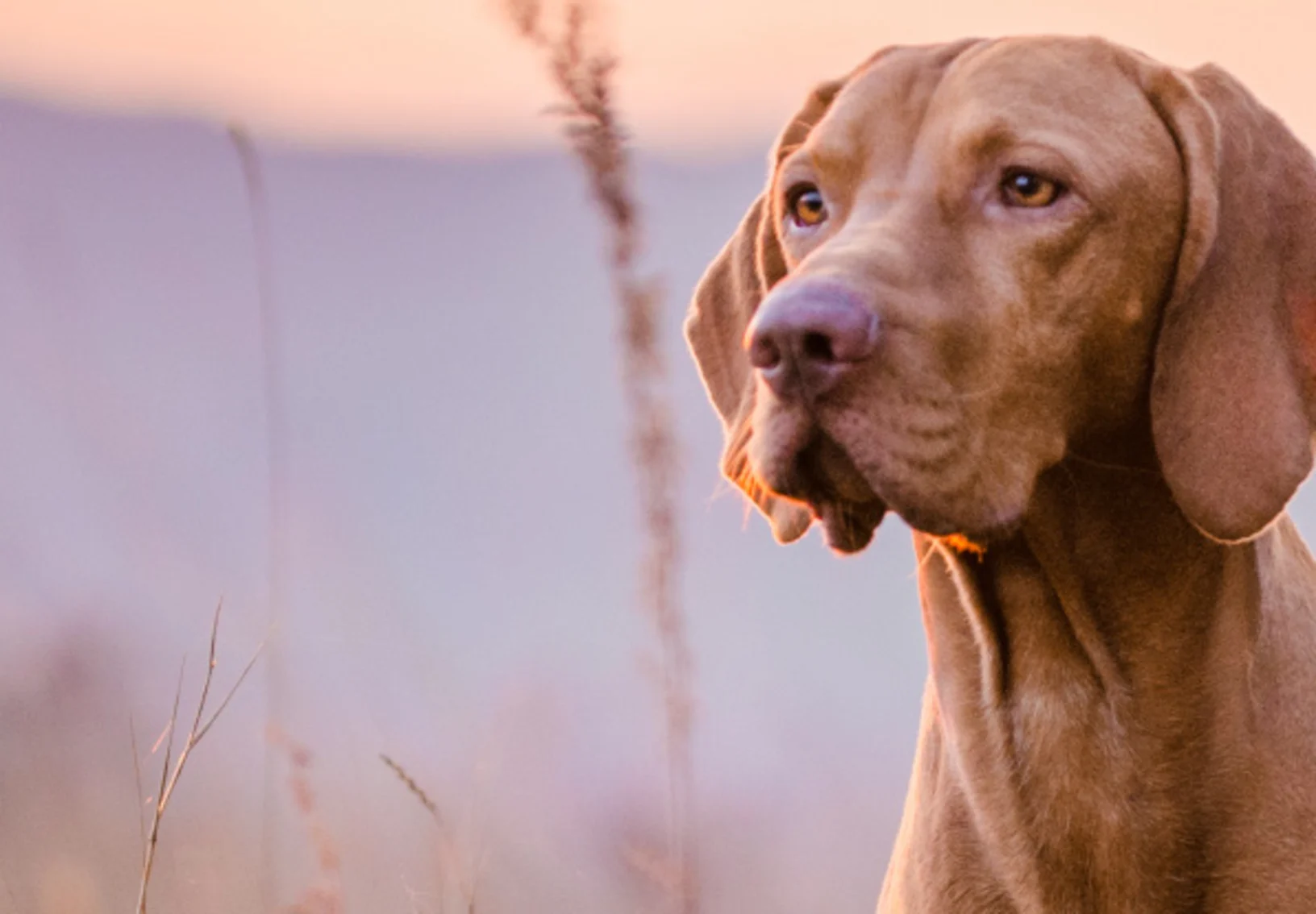 Vizsla dog in field