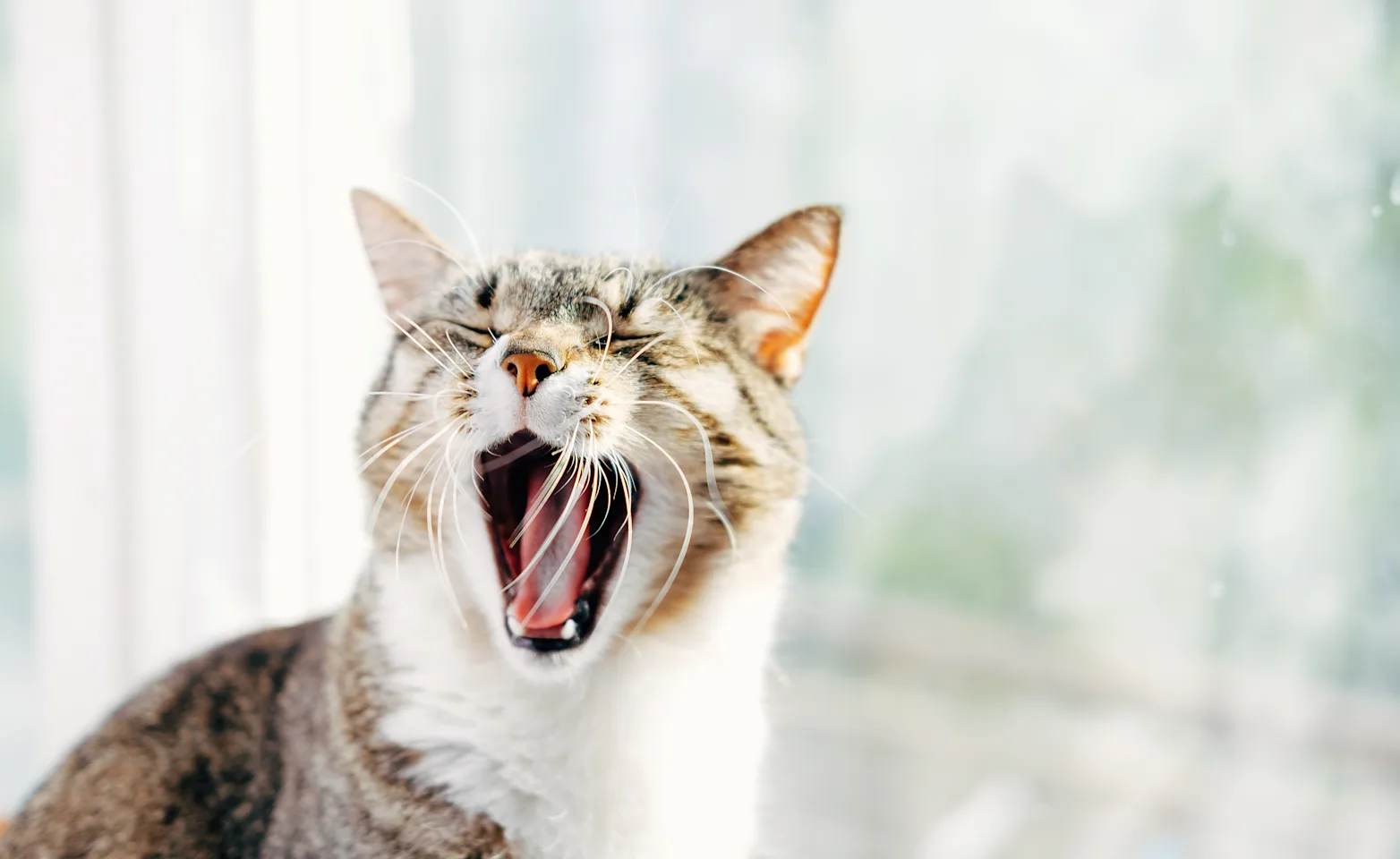 Cat yawning