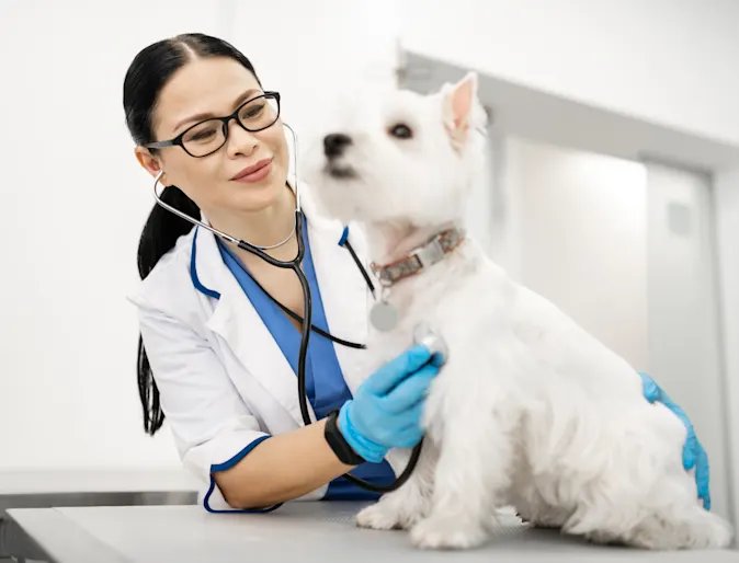 Woman Checking Dog with Stethoscope Woman Checking Dog with Stethoscope