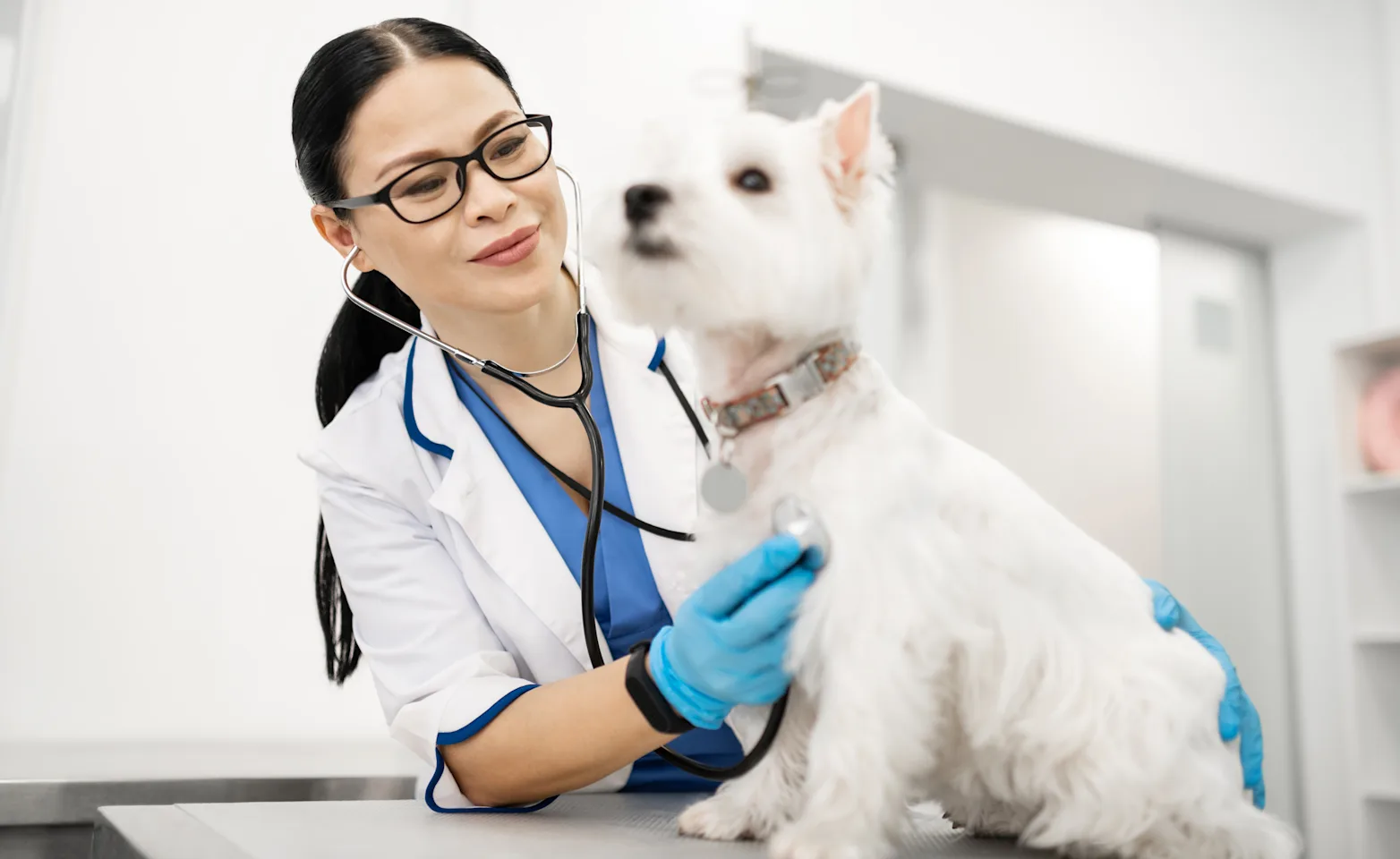 Woman Checking Dog with Stethoscope Woman Checking Dog with Stethoscope