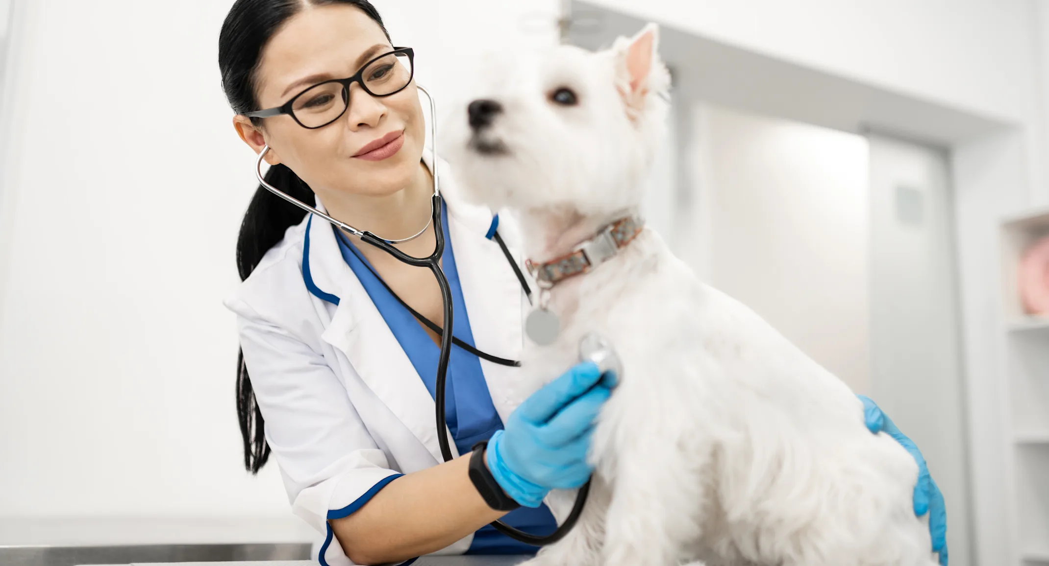 Woman Checking Dog with Stethoscope Woman Checking Dog with Stethoscope
