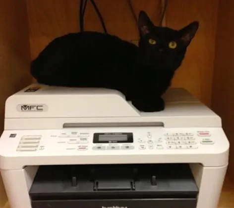 cat on printer cat on printer