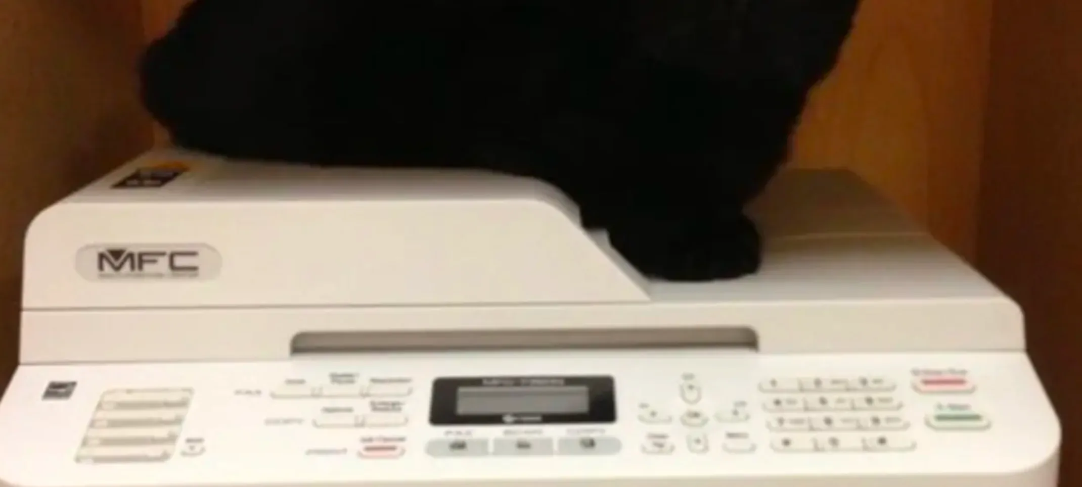 cat on printer cat on printer