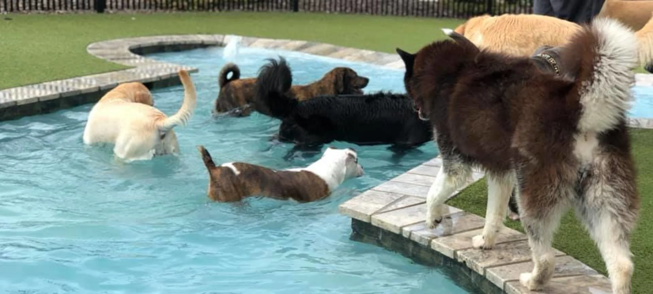 Dogs playing in the water Dogs playing in the water