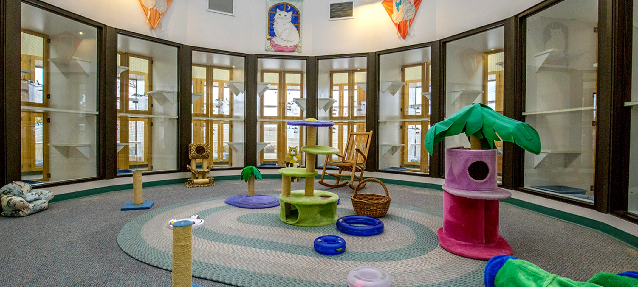 Cat play area Cat play area