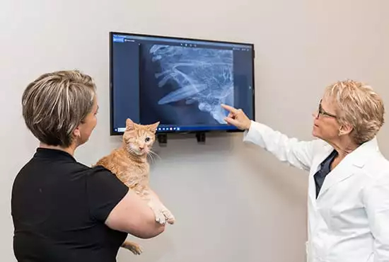 Vet showing a cat x-ray to owner
