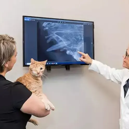 Vet showing a cat x-ray to owner Vet showing a cat x-ray to owner