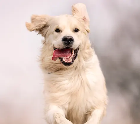 Golden Retriever running in nature with tongue out Golden Retriever running in nature with tongue out