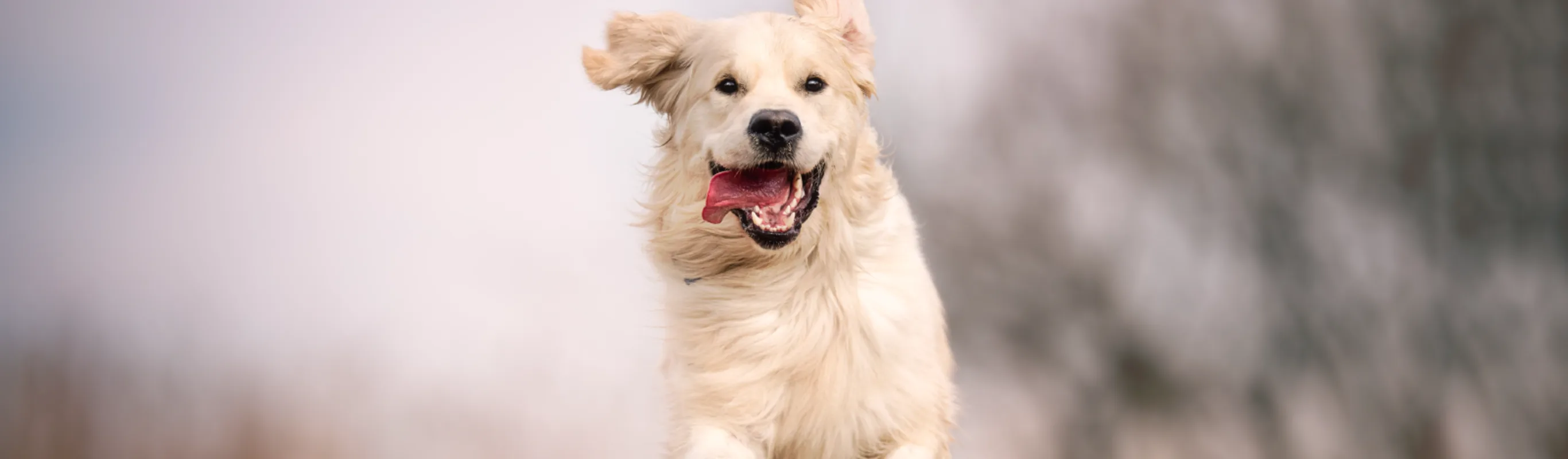 Golden Retriever running in nature with tongue out