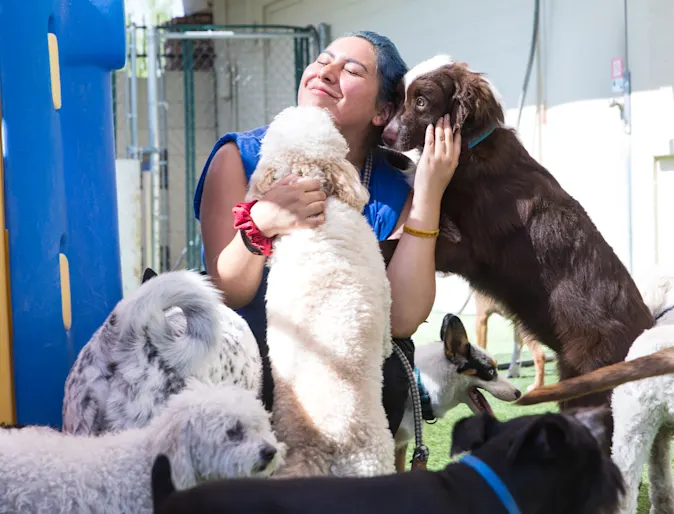 happy dog kissing a lady happy dog kissing a lady
