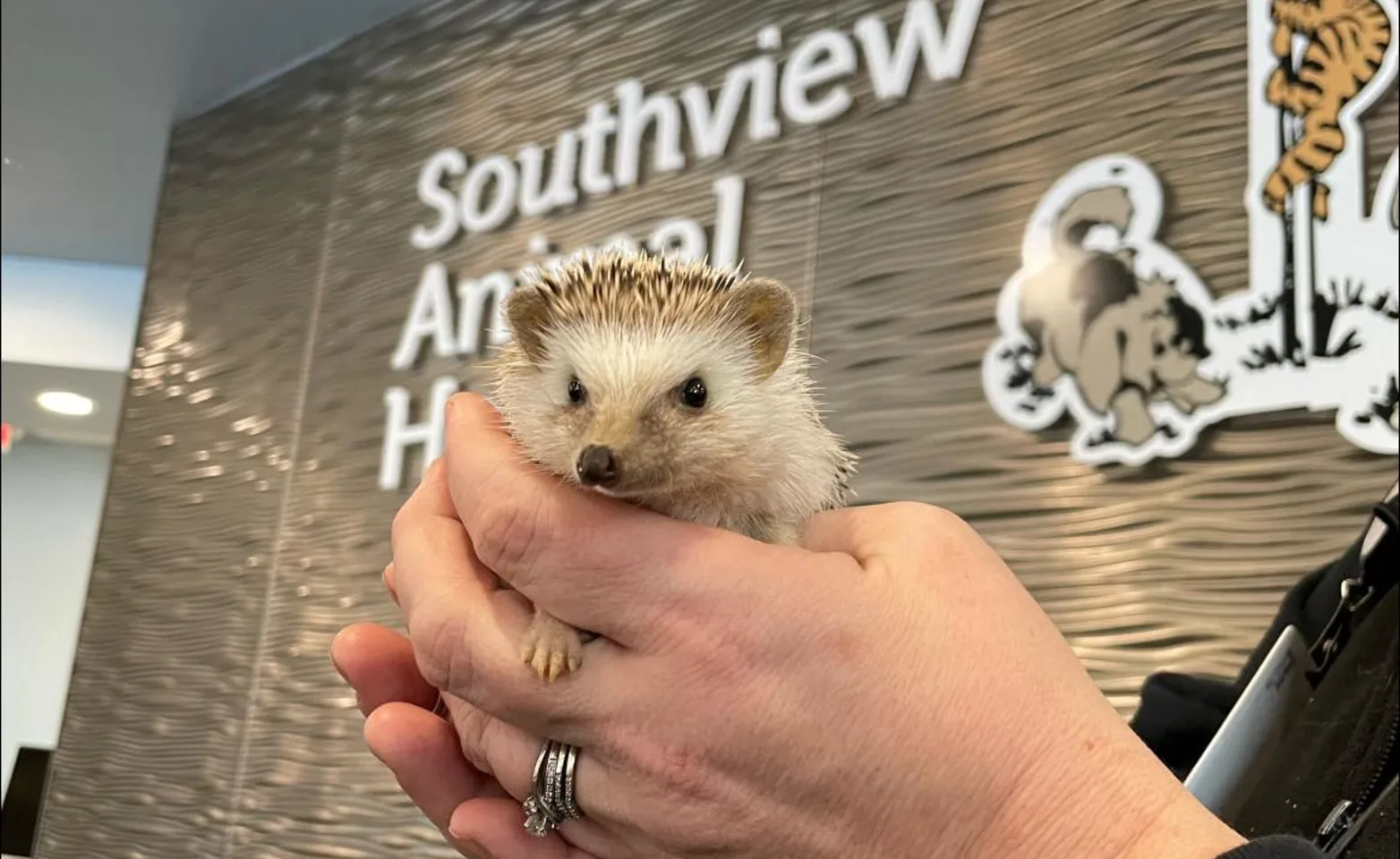 Hands holding a hedgehog in front of Southview Animal Hospital sign Hands holding a hedgehog in front of Southview Animal Hospital sign