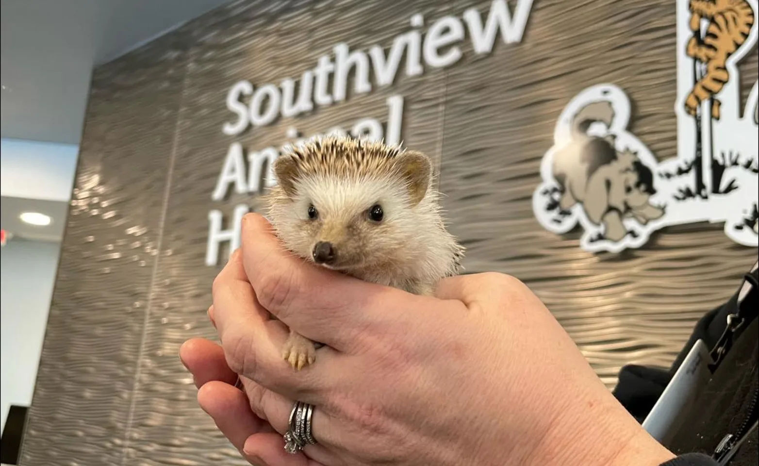 Hands holding a hedgehog in front of Southview Animal Hospital sign