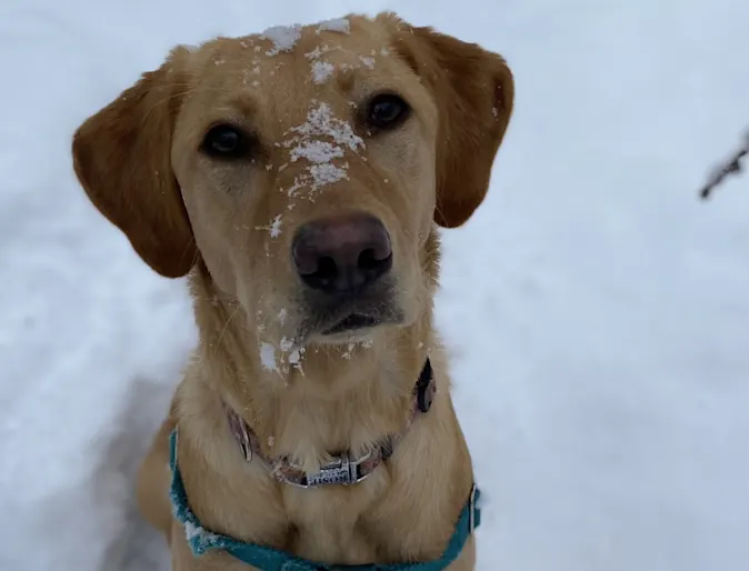 Rosie in the snow