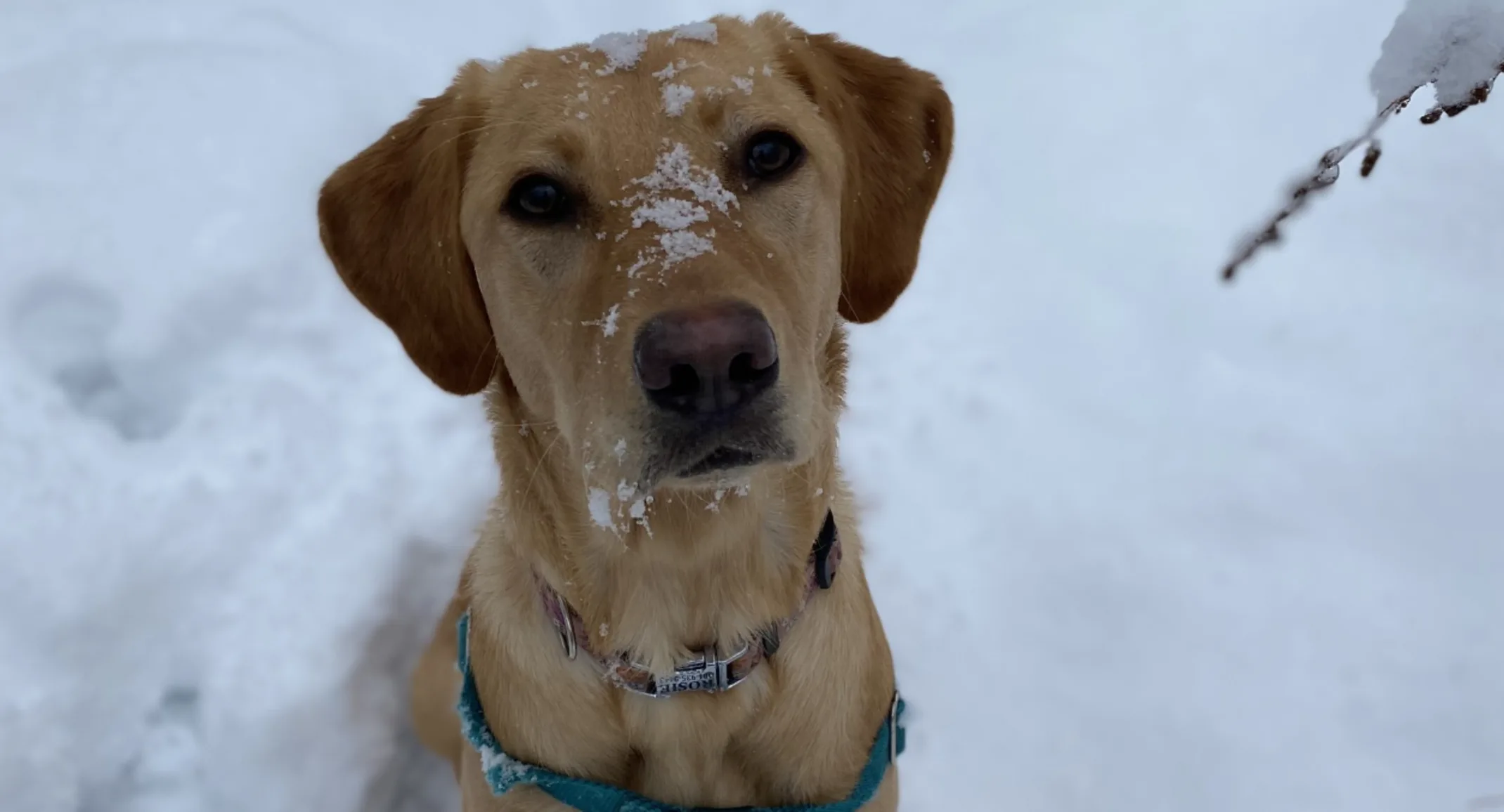 Rosie in the snow Rosie in the snow