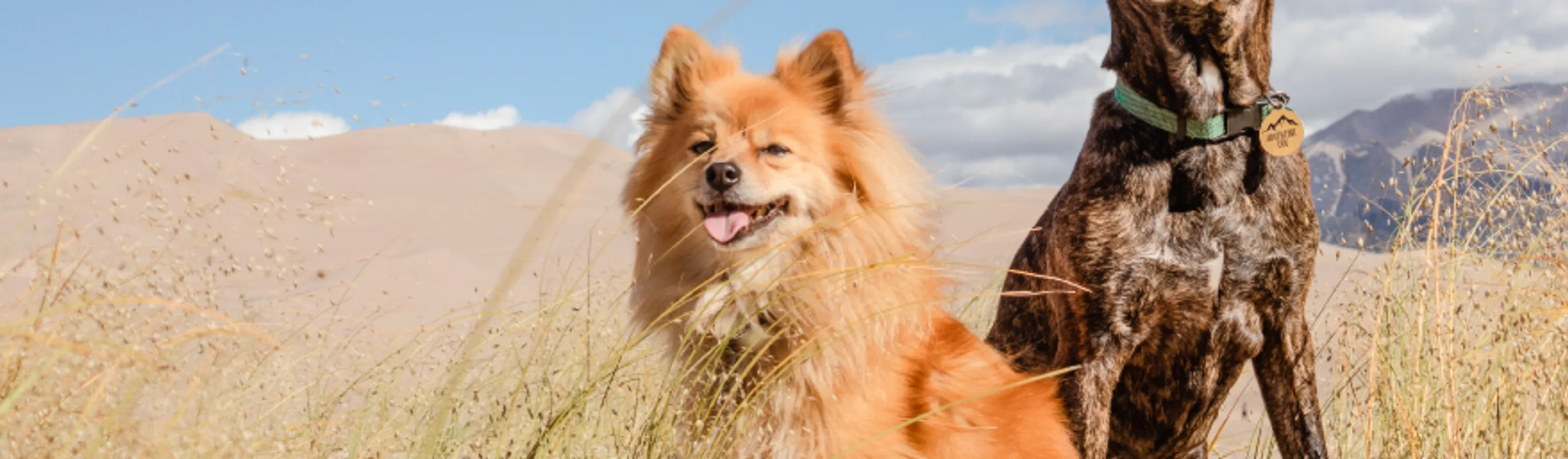Two Dogs in Desert